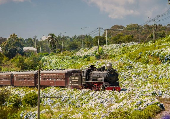 Tour Uva e Vinho com Maria Fumaça